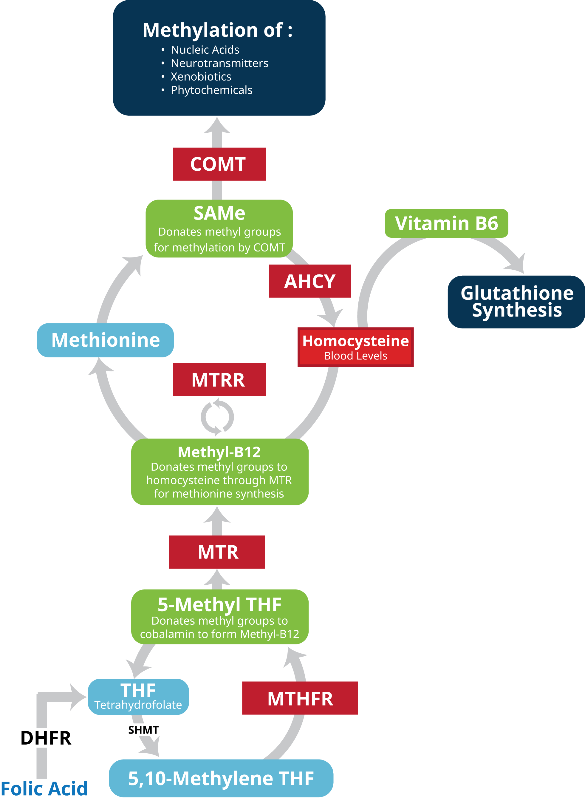 1115_MethylDetoxCycle-WO-CallBoxes-V2