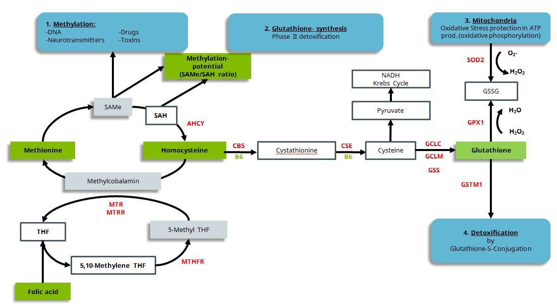 Methylation